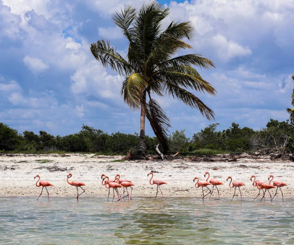 Mexico-tour-Mexico-Celestun-flamingo