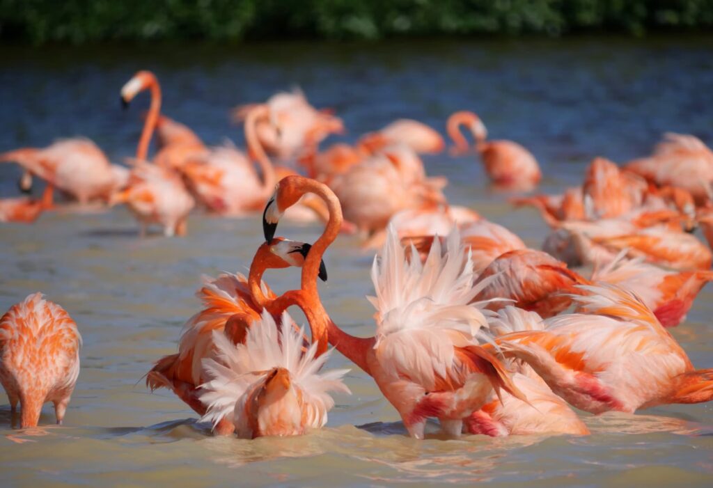Mexico tour-Flamingo-Celestun