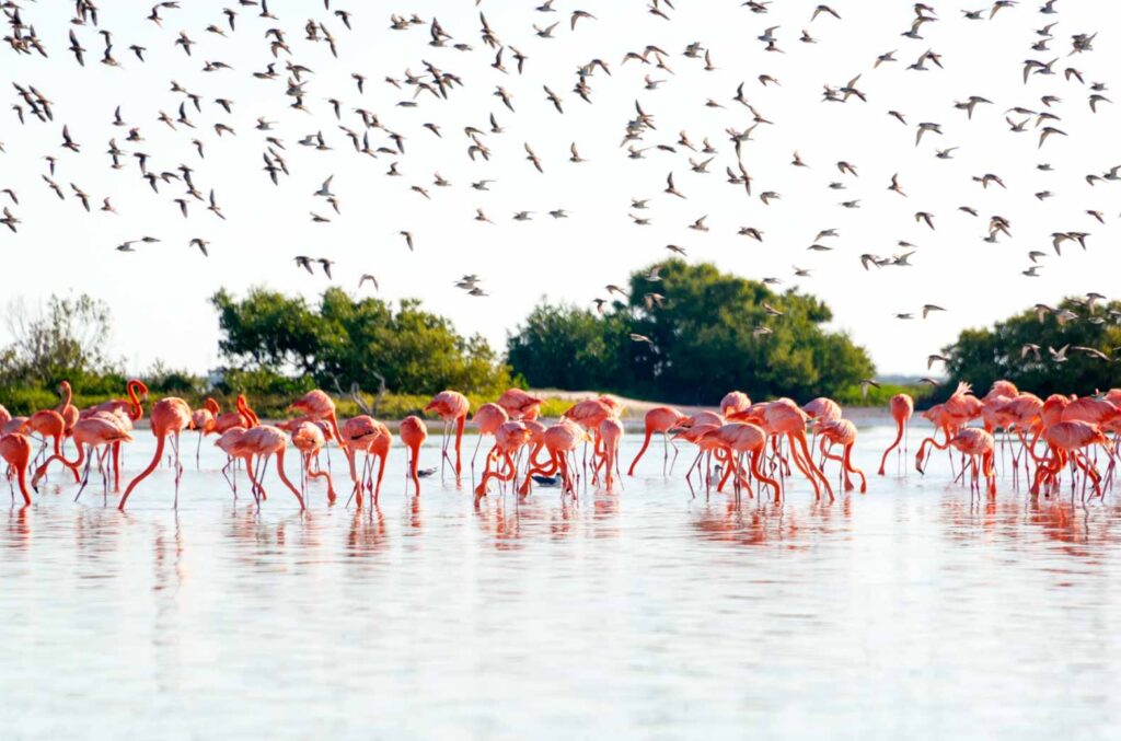 Mexico-tour-Mexico-Rio-Lagartos