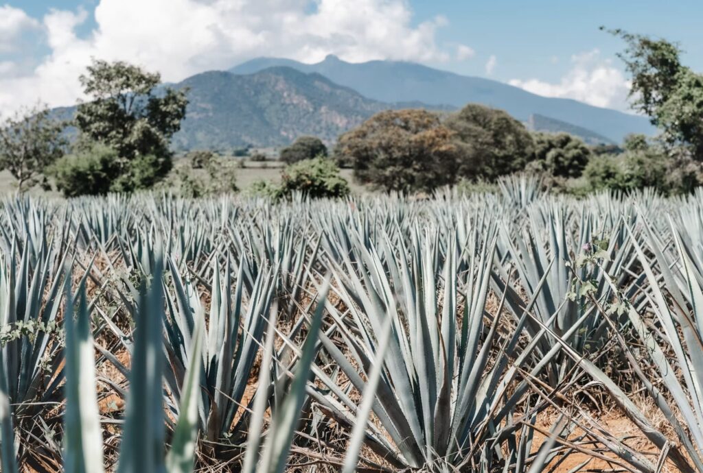 Mexico tour-Tequila
